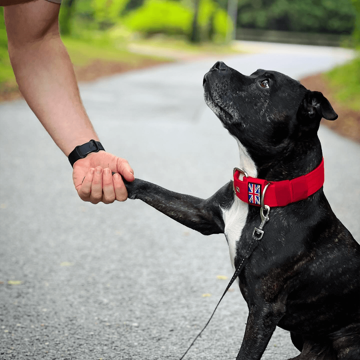 Padded Nylon Collar - Staffordshire Bull Terrier 1935®