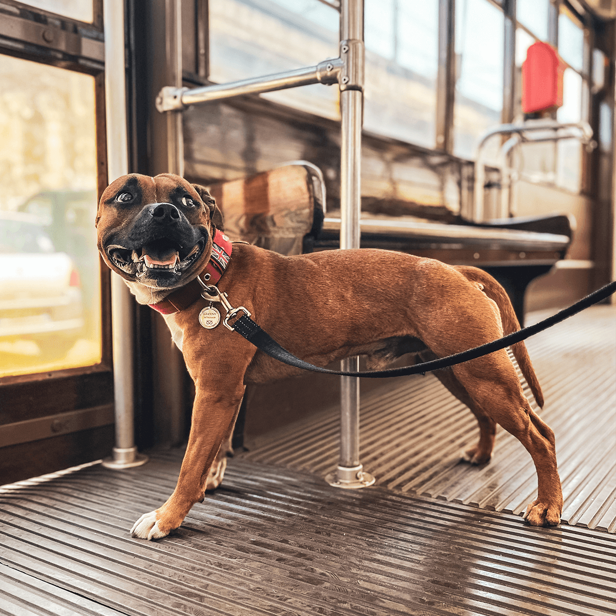 Padded Nylon Collar - Staffordshire Bull Terrier 1935®