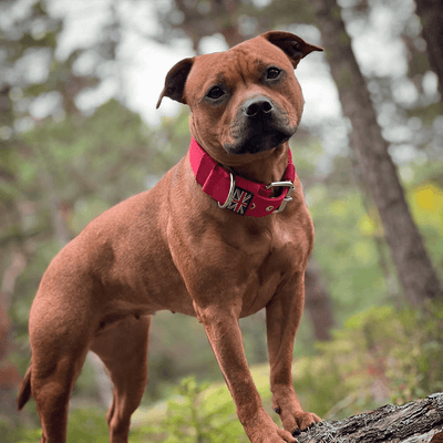 Padded Nylon Collar - Staffordshire Bull Terrier 1935®