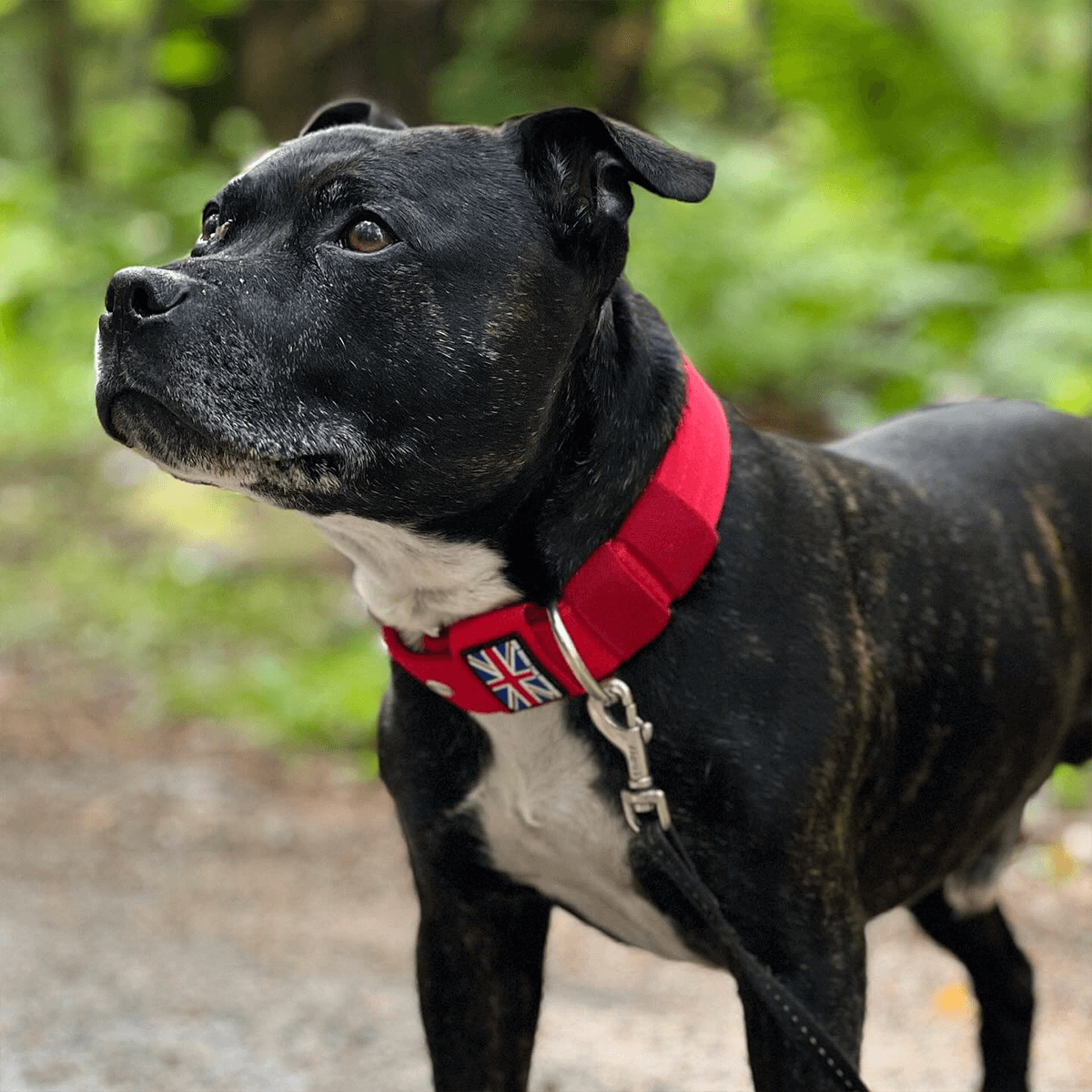 Padded Nylon Collar - Staffordshire Bull Terrier 1935®