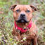 Padded Nylon Collar - Staffordshire Bull Terrier 1935®