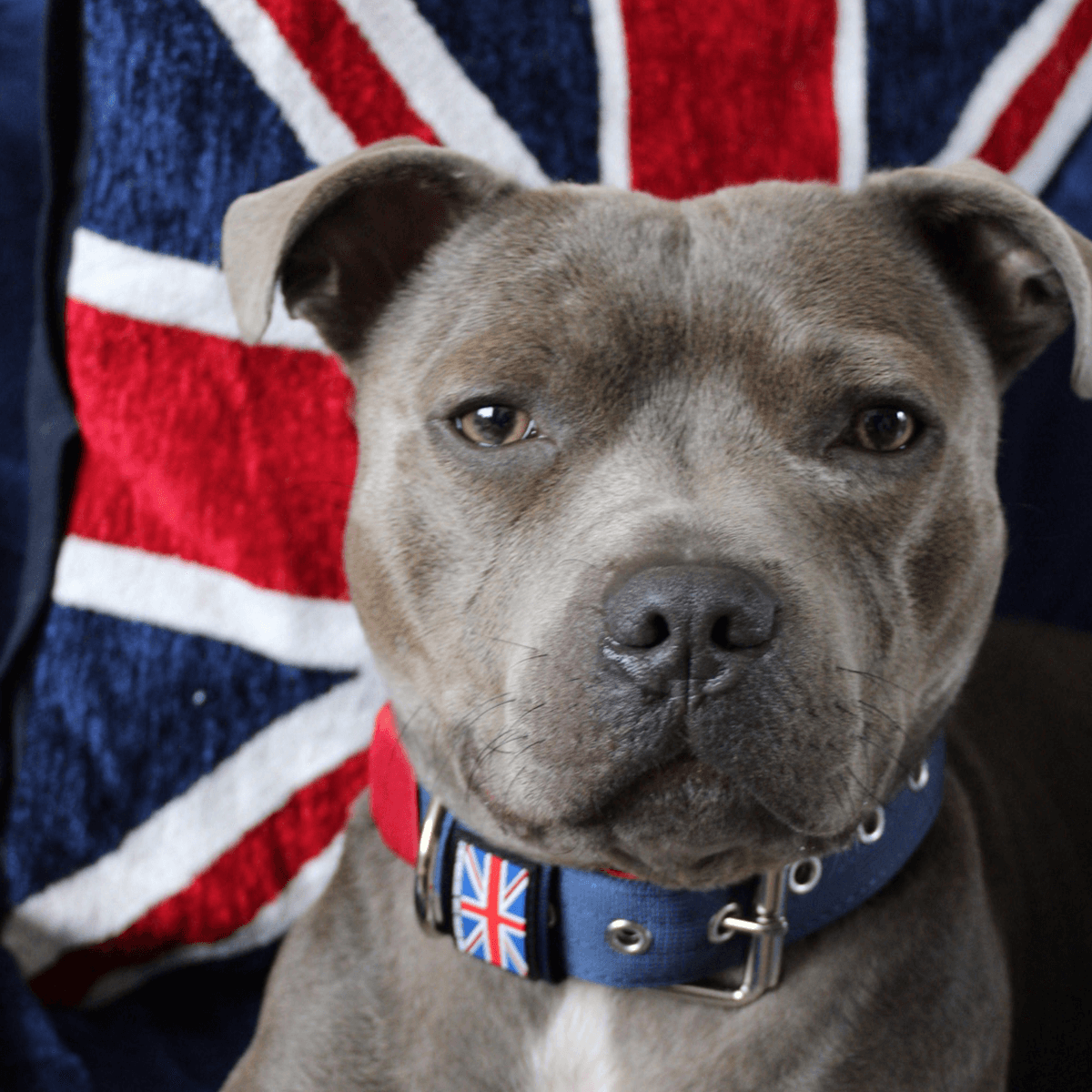 Padded Nylon Collar Staffordshire Bull Terrier 1935®