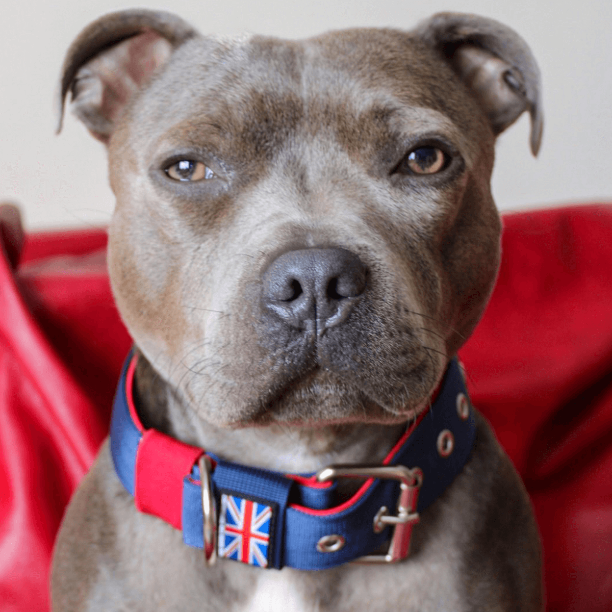 Padded Nylon Collar Staffordshire Bull Terrier 1935®