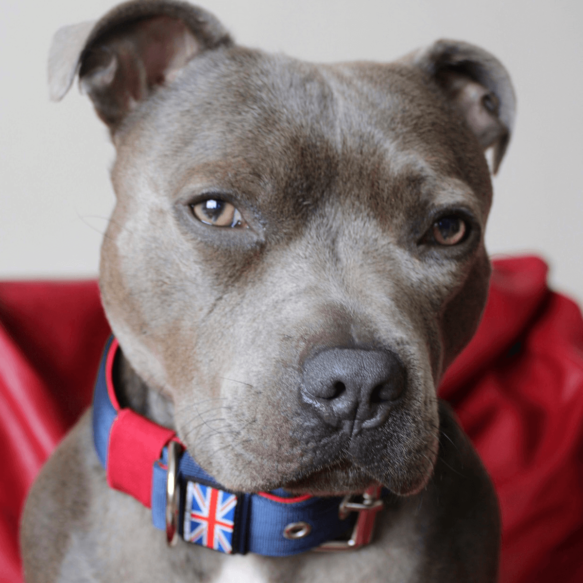 Padded Nylon Collar Staffordshire Bull Terrier 1935®