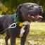 Staffordshire Bull Terrier 1935® Nylon Collar - Venom Edition - Green & Yellow