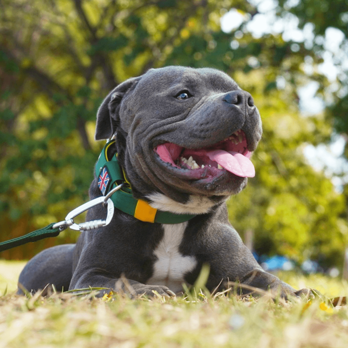 Staffordshire Bull Terrier 1935® Nylon Collar - Venom Edition - Green & Yellow