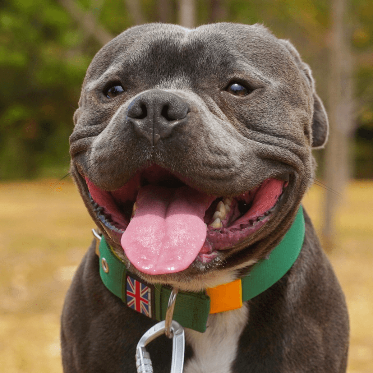 Staffordshire Bull Terrier 1935® Nylon Collar - Venom Edition - Green & Yellow