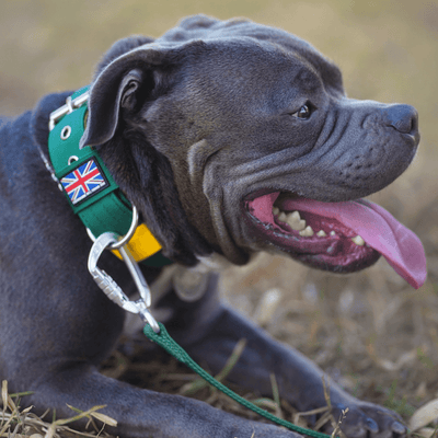 Padded Nylon Collar Staffordshire Bull Terrier 1935®