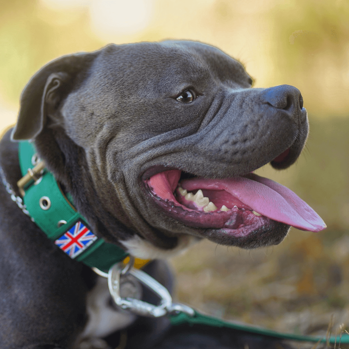 Padded Nylon Collar Staffordshire Bull Terrier 1935®