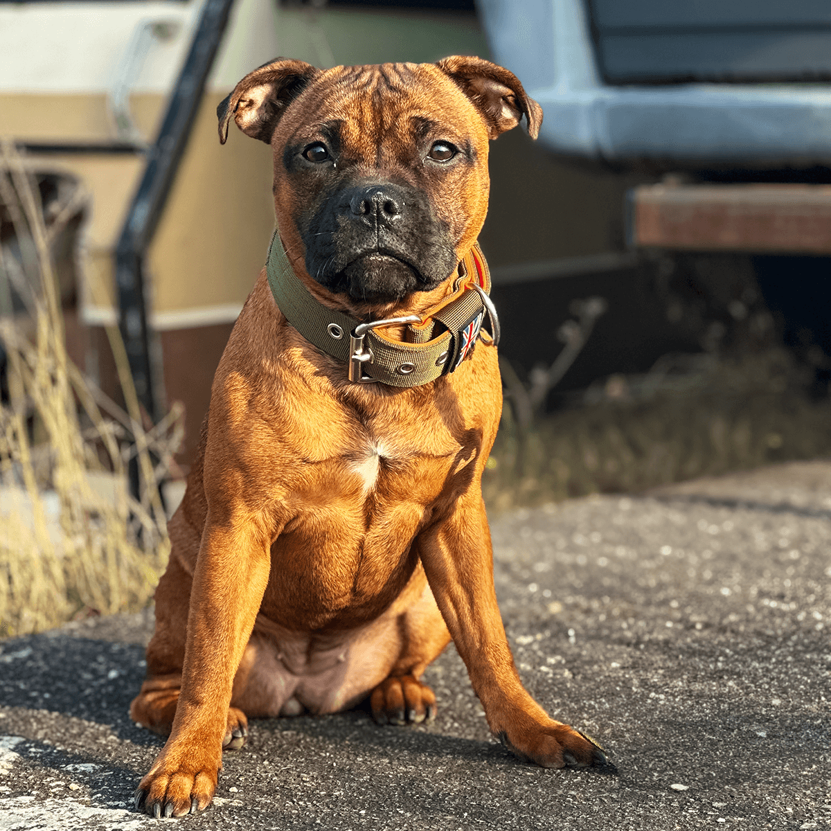 Staffordshire Bull Terrier 1935® Nylon Collar with Handle - Stitch Edition - Green & Neon Orange