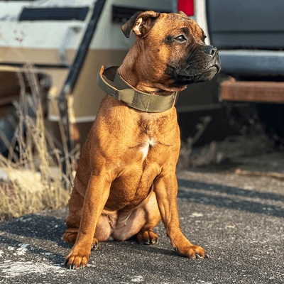 Staffordshire Bull Terrier 1935® Nylonhalsband med handtag - Stitch Edition - Grön & Neonorange