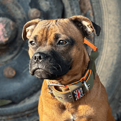 Staffordshire Bull Terrier 1935® Nylonhalsband med handtag - Stitch Edition - Grön & Neonorange