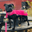 Staffy Nylon Leash - Fuchsia - Normal - Staffordshire Bull Terrier 1935®