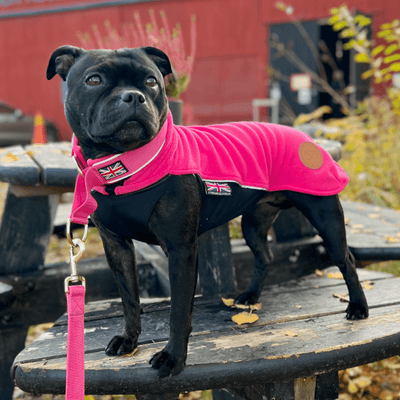 Staffordshire Bull Terrier 1935® Laisse Nylon - Fuchsia - Normale