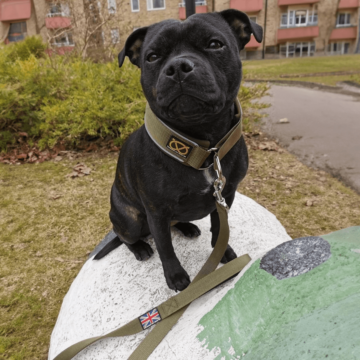 Staffy Nylon Leash - Green - Normal - Staffordshire Bull Terrier 1935®