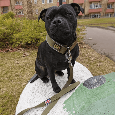 Staffordshire Bull Terrier 1935® Laisse Nylon - Vert - Normale