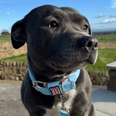 Staffordshire Bull Terrier 1935® Collier Nylon - Édition Izy's Bubble Gum - Bébé Bleu et Bébé Rose