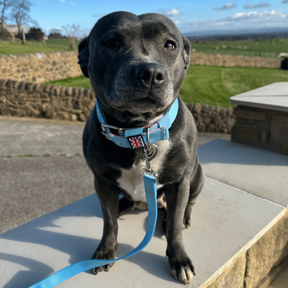 Staffordshire Bull Terrier 1935® Nylon Leash - Izy Edition - Baby Blue & Baby Pink - Normal