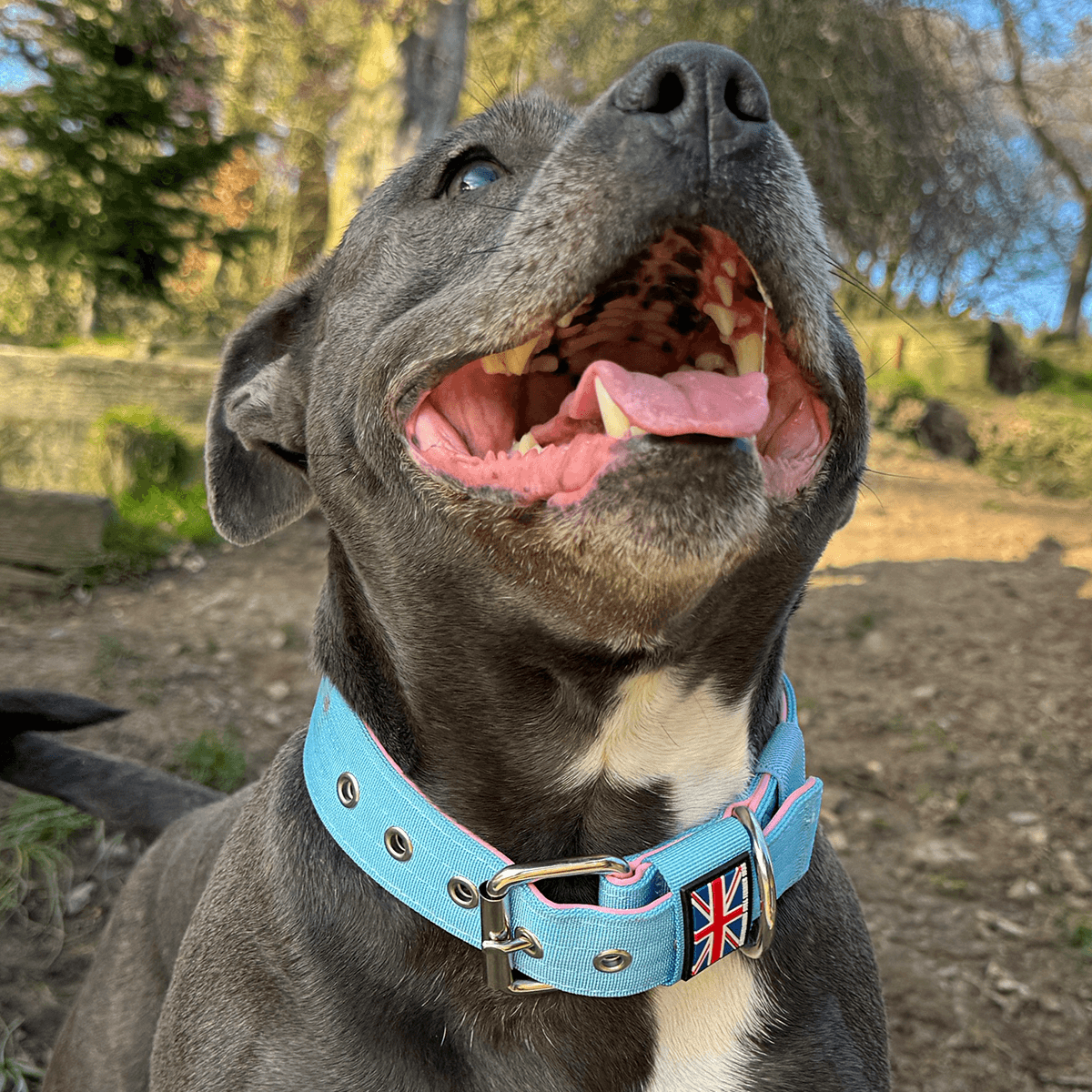 Staffordshire Bull Terrier 1935® Nylon Collar - Izy's Bubble Gum Edition - Baby Blue & Baby Pink