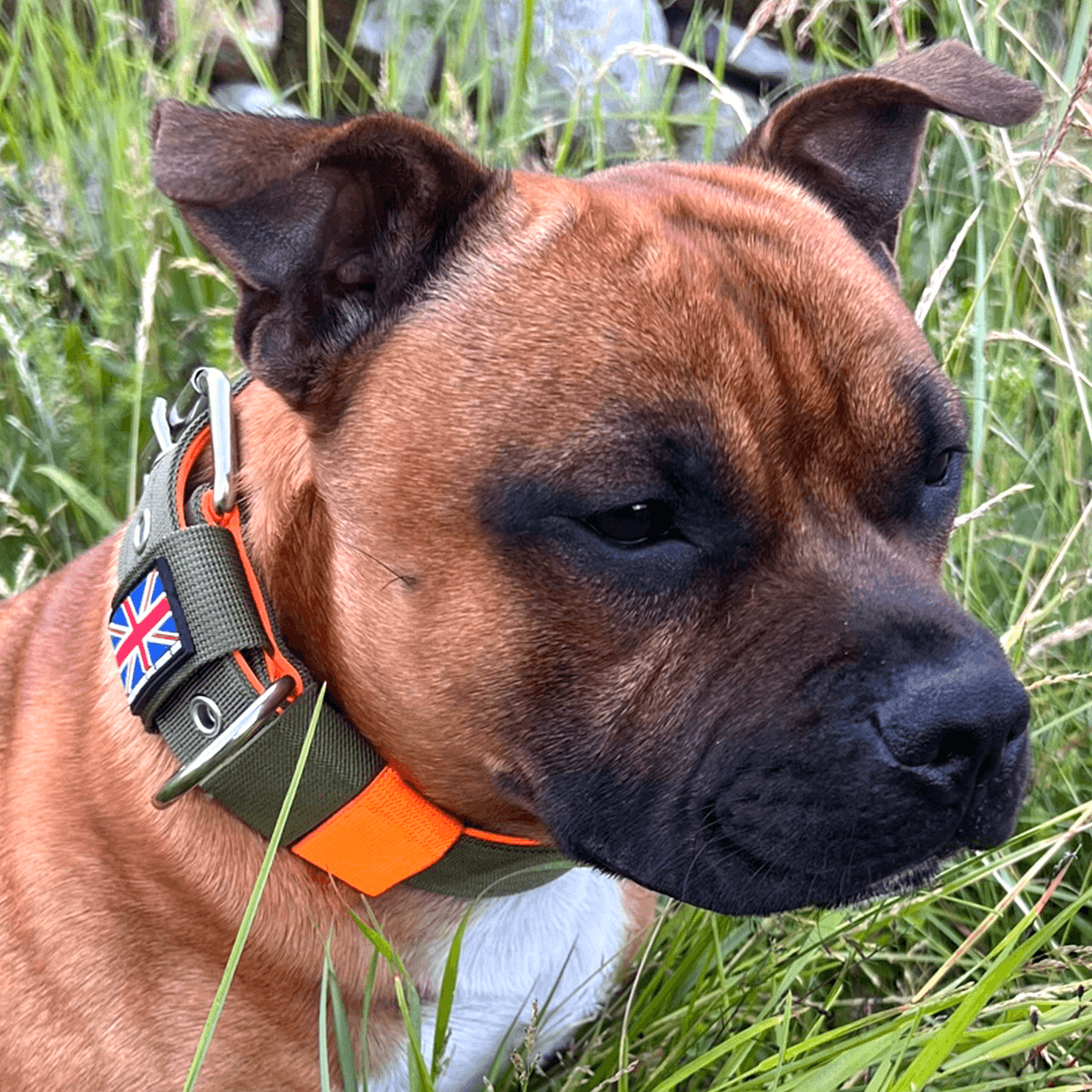 Nylon Collar Staffordshire Bull Terrier 1935®