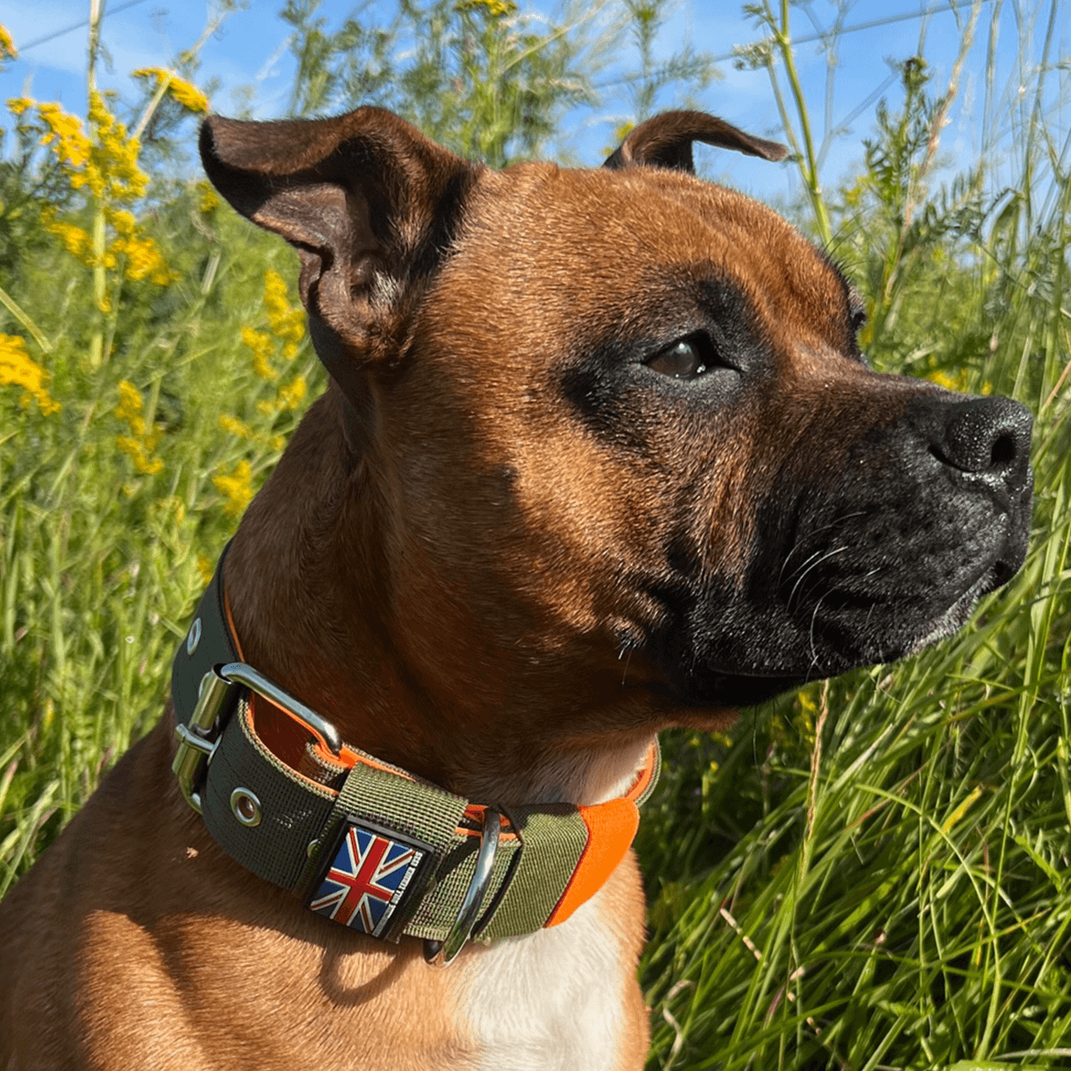 Nylon Collar Staffordshire Bull Terrier 1935®