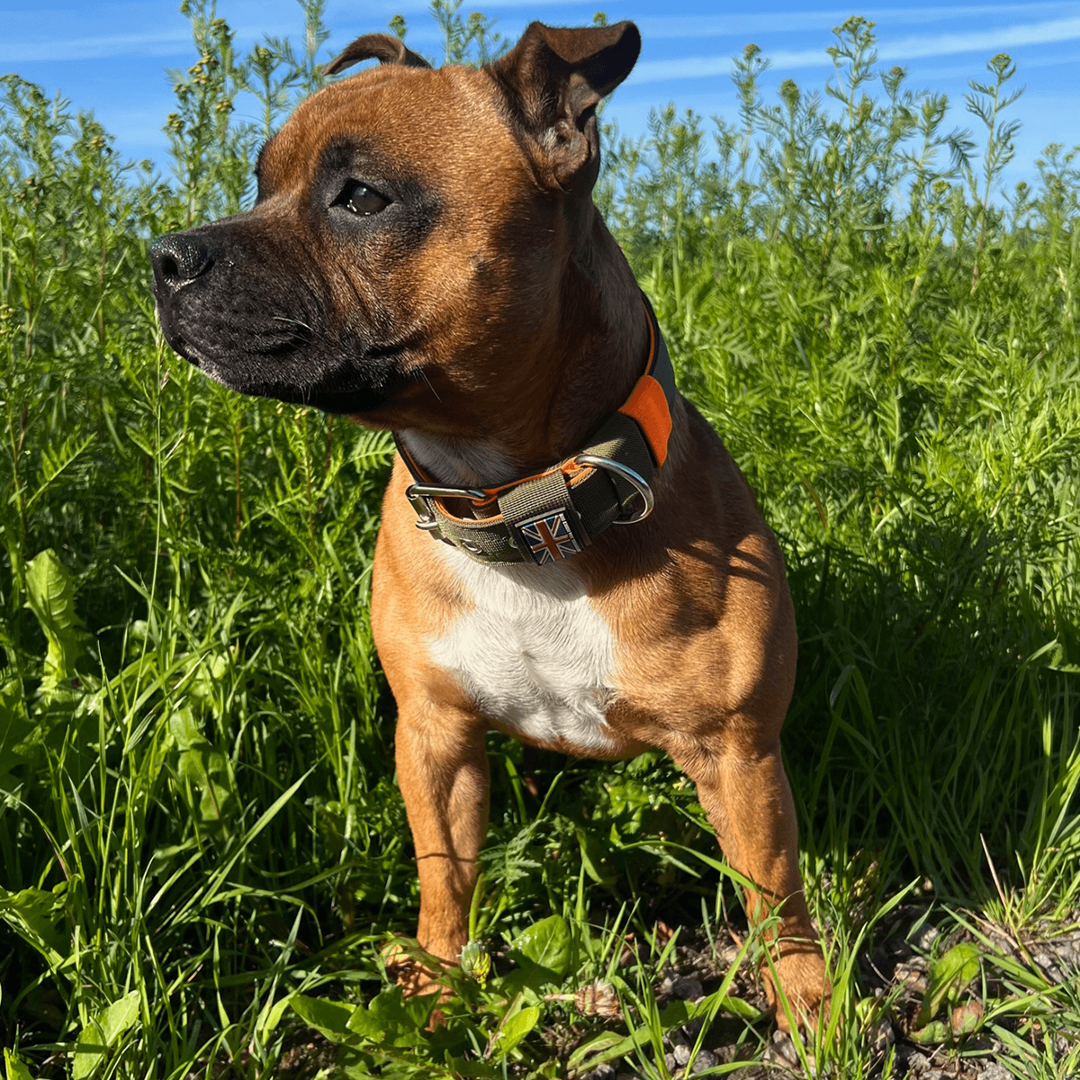 Nylon Collar Staffordshire Bull Terrier 1935®