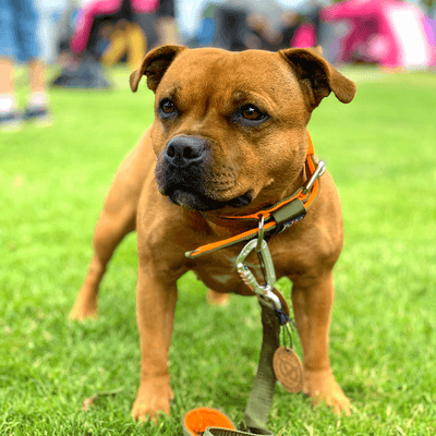 Staffordshire Bull Terrier 1935® Nylonkoppel - Stitch Edition - Grön & Neonorange - Karbinhake