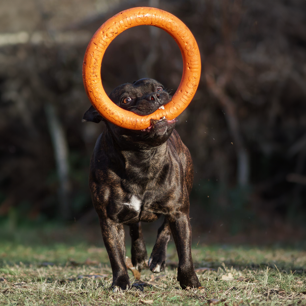 Staffordshire Bull Terrier 1935® Pull Ring - Orange - 1pc
