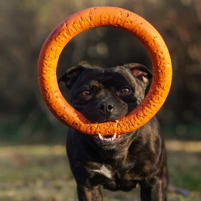 Staffordshire Bull Terrier 1935® Pull Ring - Orange