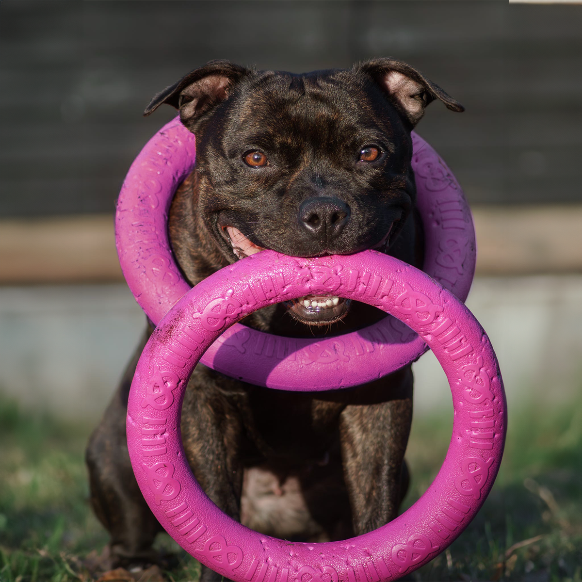 Staffordshire Bull Terrier 1935® Pull Ring - Pink - 1pc