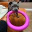 Staffordshire Bull Terrier 1935® Pull Ring - Pink - 1pc