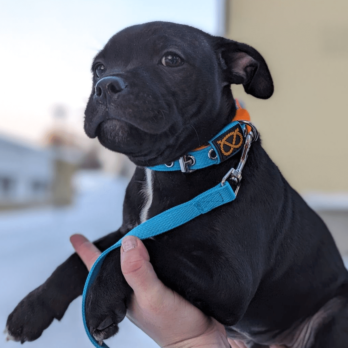 Staffordshire Bull Terrier Puppy Collar & Leash Set - Staffordshire Bull Terrier 1935®