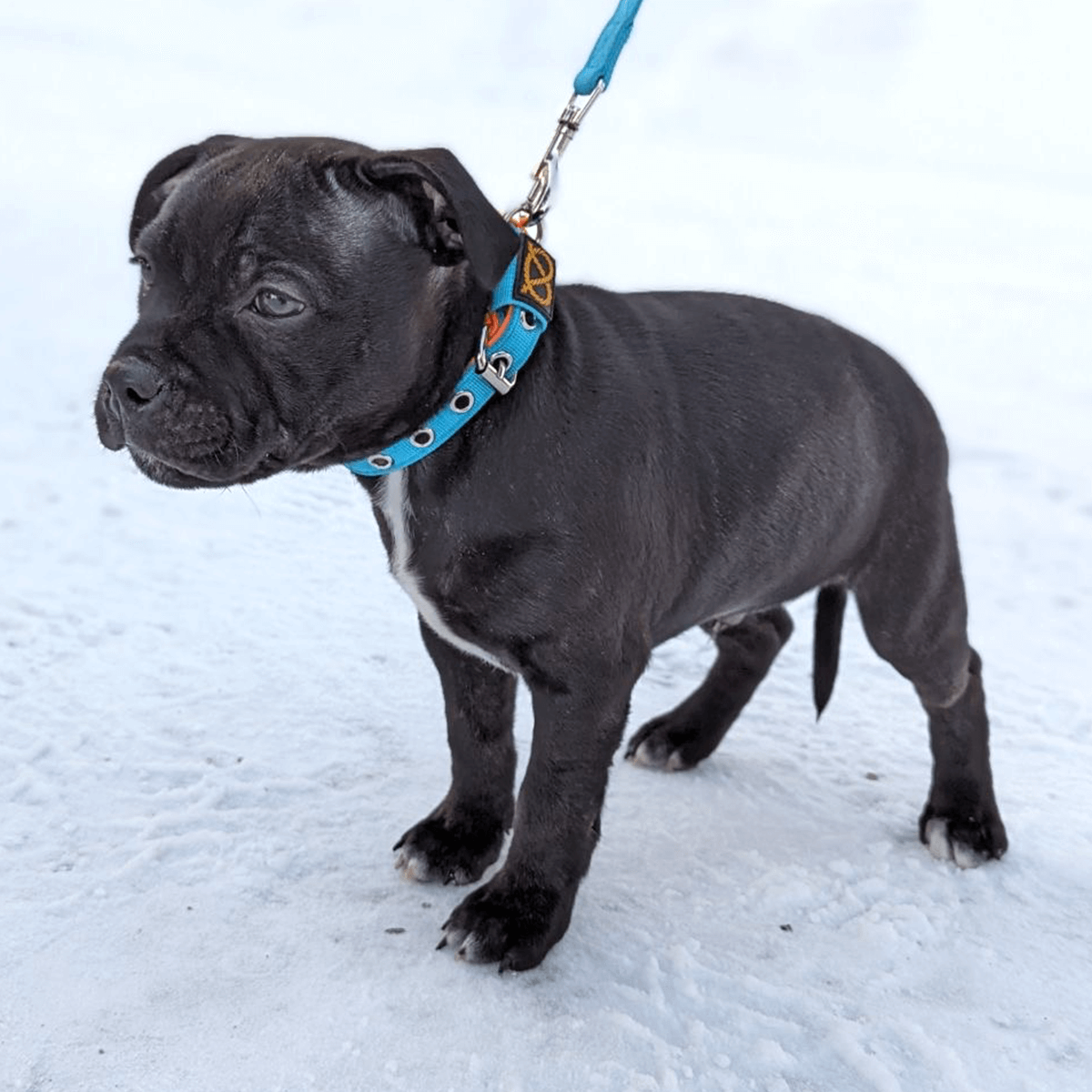 Staffordshire Bull Terrier Puppy Collar & Leash Set - Staffordshire Bull Terrier 1935®