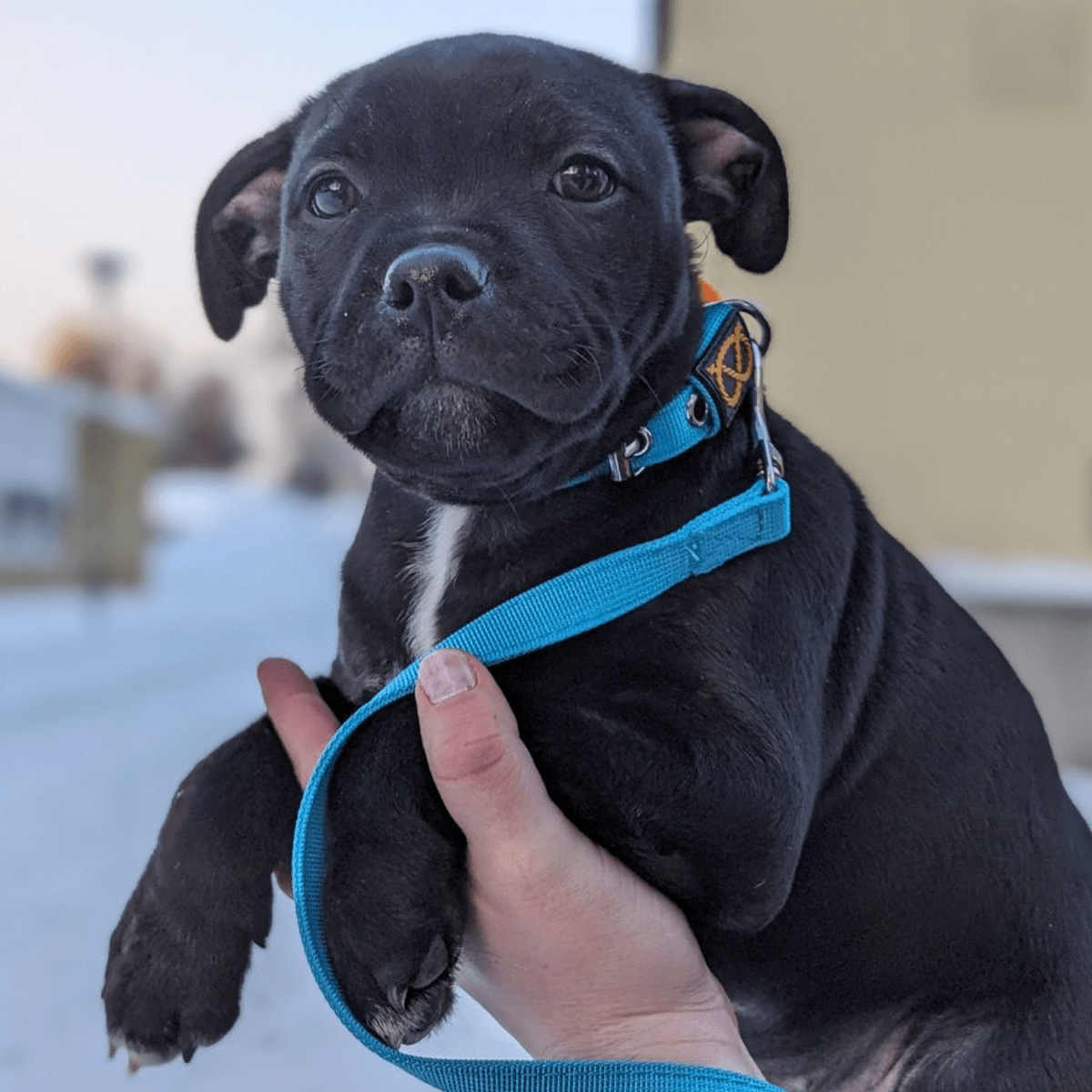 Staffordshire Bull Terrier Puppy Collar & Leash Set - Staffordshire Bull Terrier 1935®