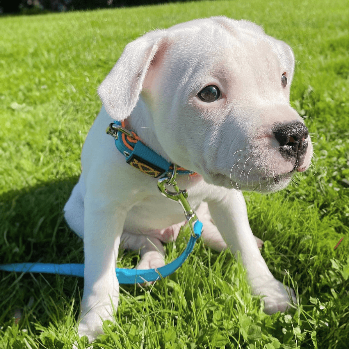 Staffordshire Bull Terrier 1935® Puppy Collar & Leash Set - Alvin Edition - Aqua & Neon Orange