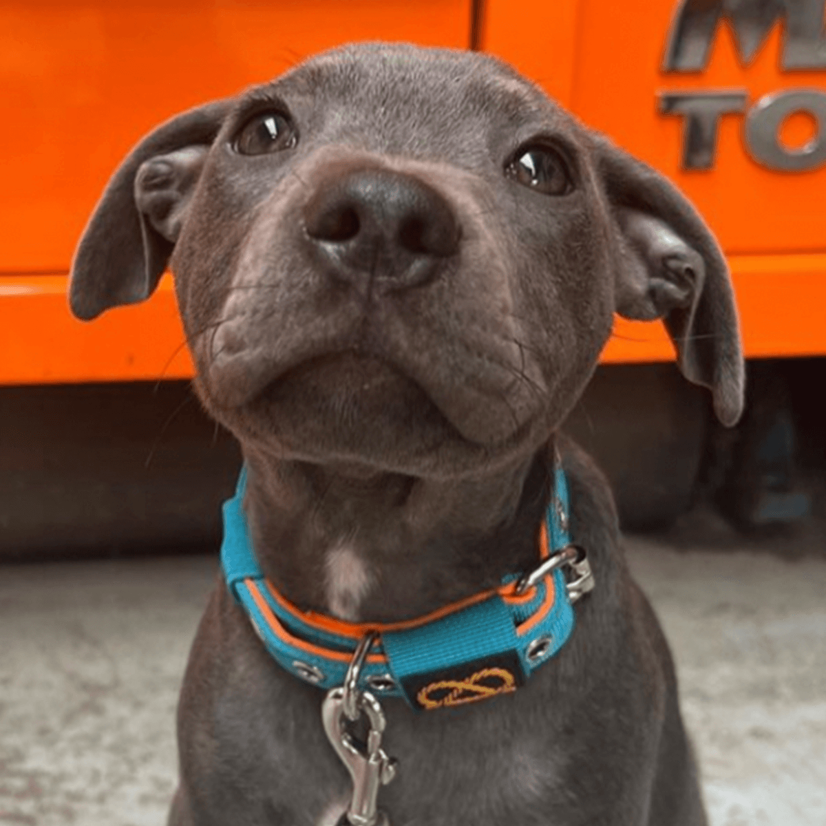 Staffordshire Bull Terrier 1935® Puppy Collar & Leash Set - Alvin Edition - Aqua & Neon Orange