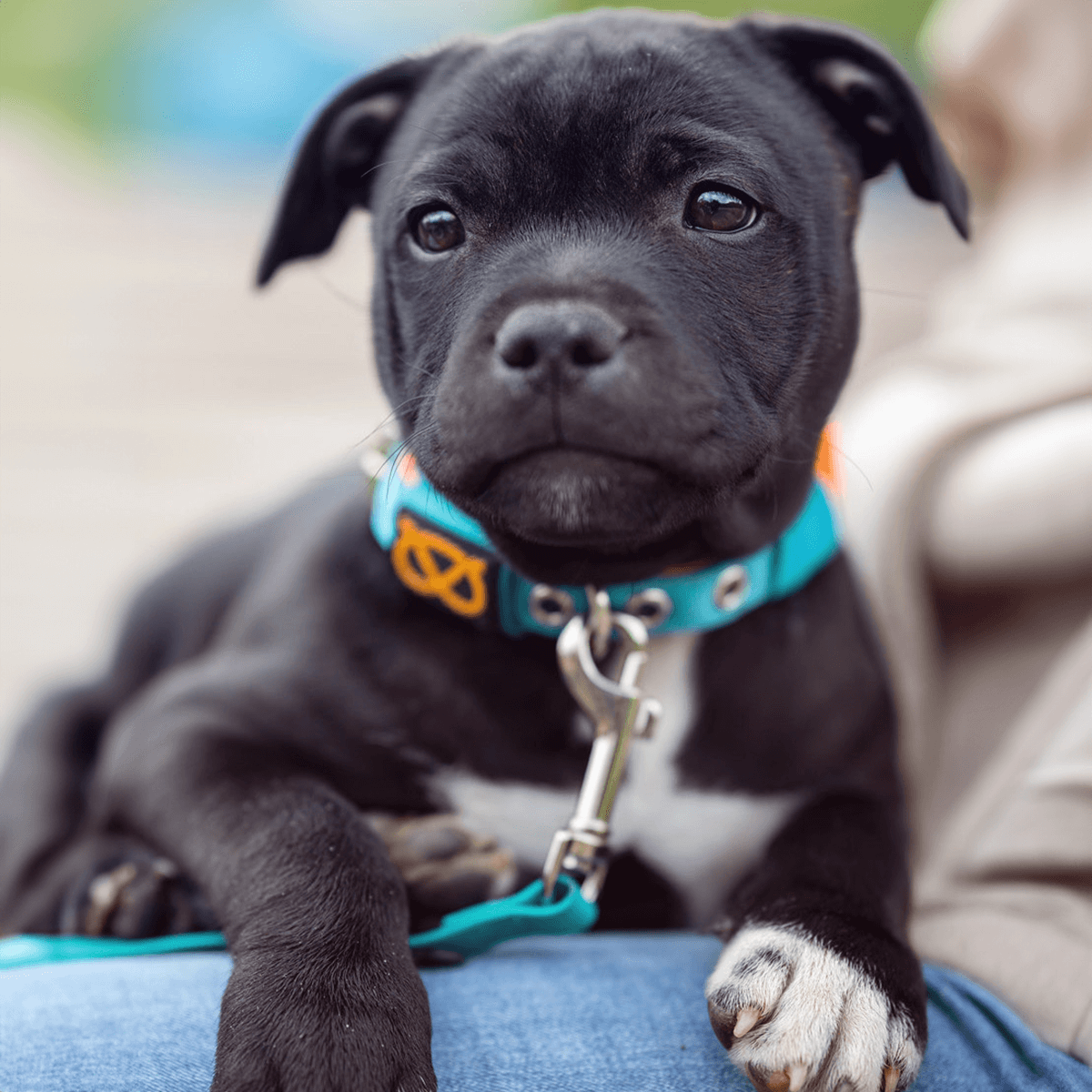 Staffordshire Bull Terrier 1935® Puppy Collar & Leash Set - Alvin Edition - Aqua & Neon Orange