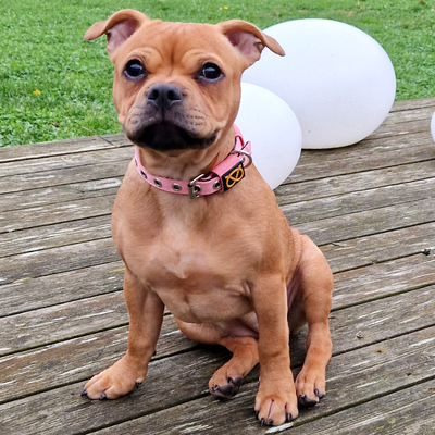 Staffordshire Bull Terrier 1935® Valphalsband & Koppel Set - Babyrosa