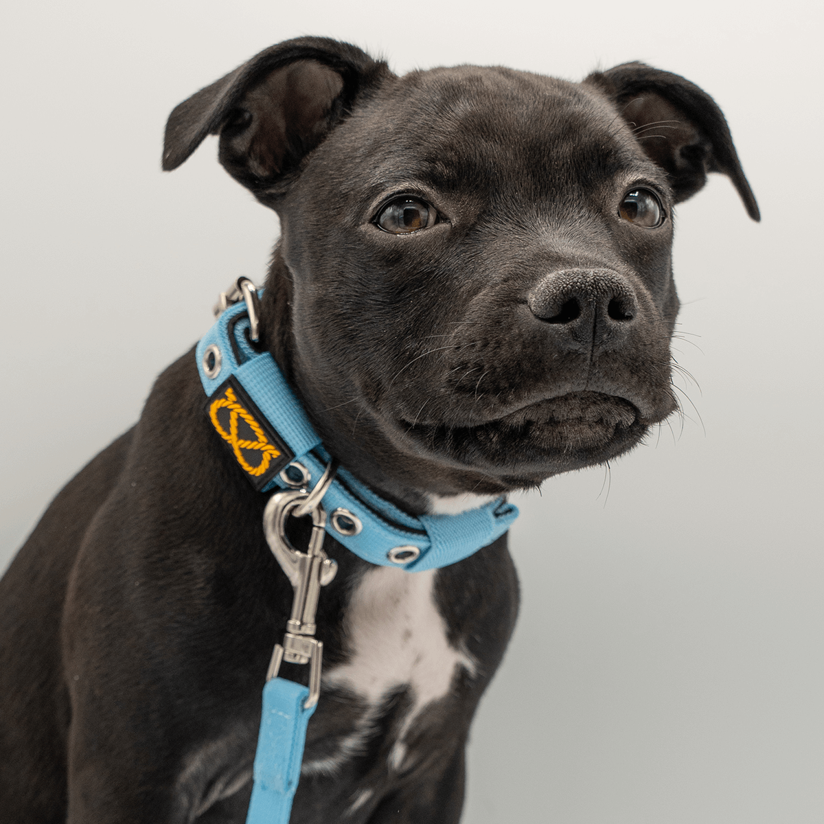 Staffordshire Bull Terrier 1935® Collier et Laisse Chiot - Bleu Bébé