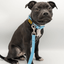 Staffordshire Bull Terrier 1935® Collier et Laisse Chiot - Bleu Bébé