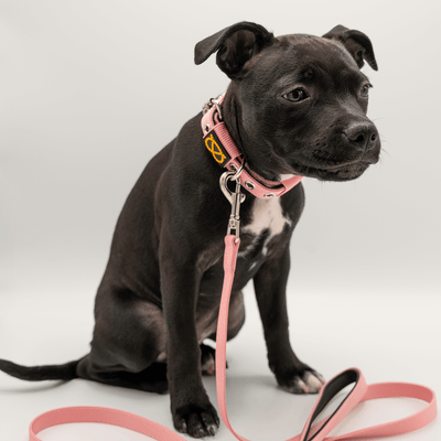 Staffordshire Bull Terrier Puppy Collar & Leash Set - Staffordshire Bull Terrier 1935®