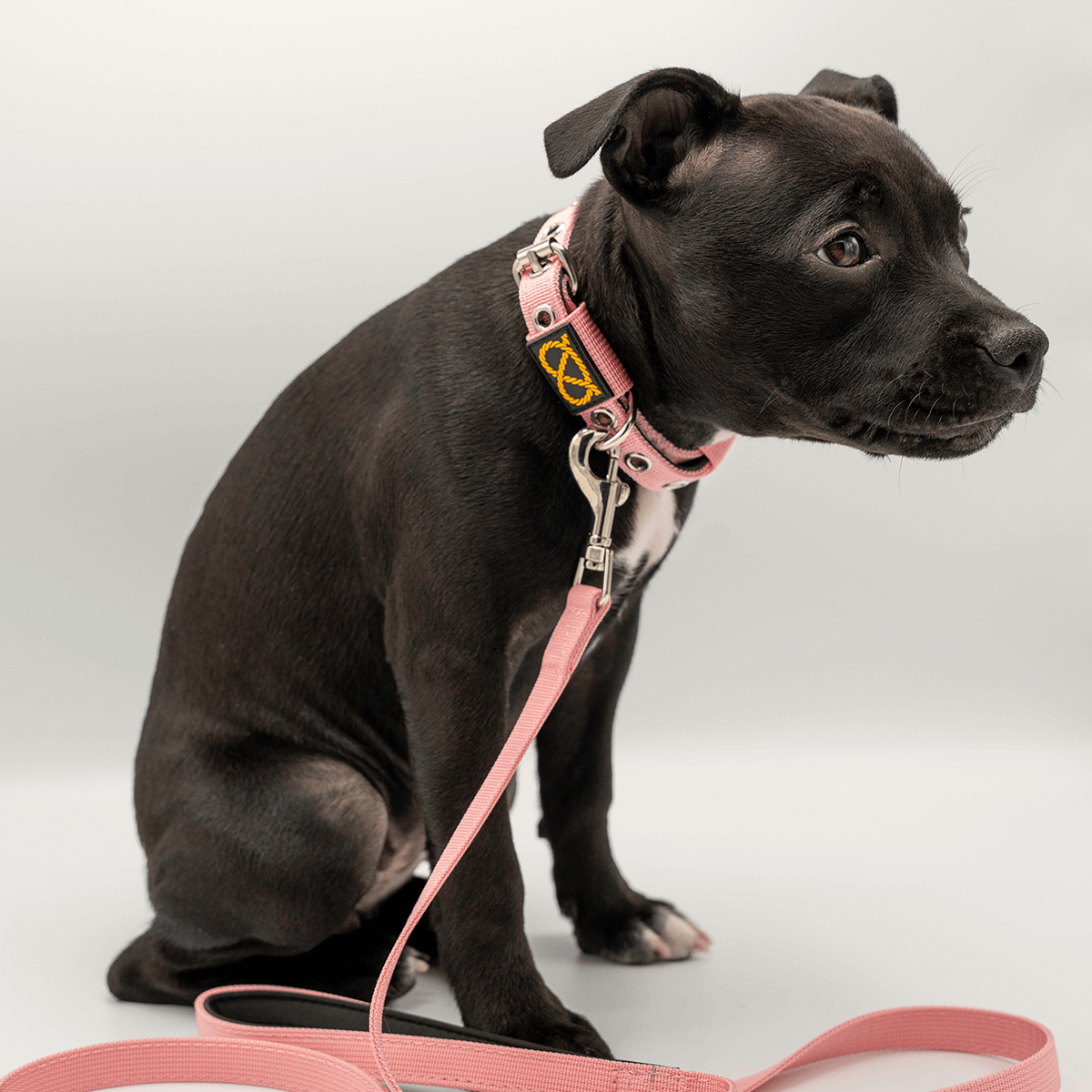 Staffordshire Bull Terrier Puppy Collar & Leash Set - Staffordshire Bull Terrier 1935®