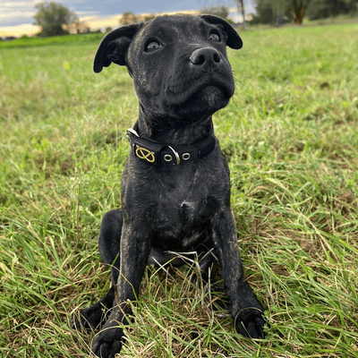 Staffordshire Bull Terrier 1935® Collier et Laisse Chiot - Noir