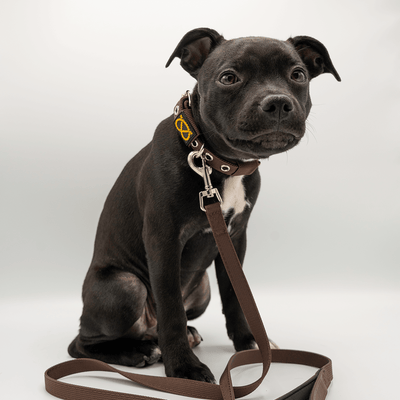 Staffordshire Bull Terrier Puppy Collar & Leash Set - Staffordshire Bull Terrier 1935®