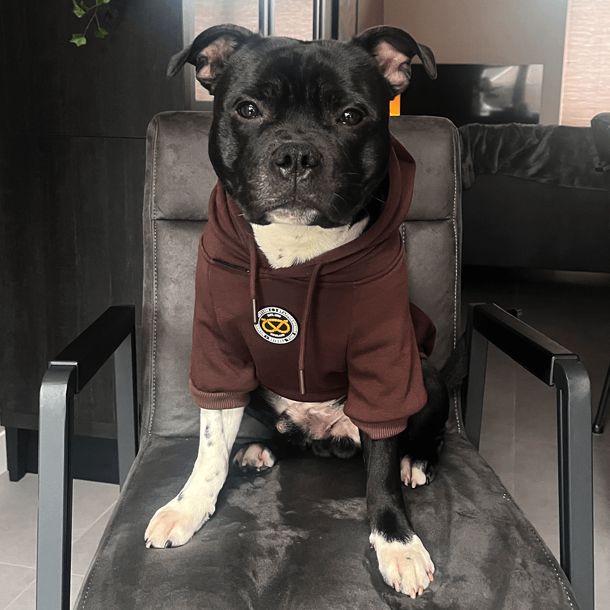 Staffie Mom Lunettes pour chignon Staffordshire Bull Sweat à Staffie Mom Lunettes pour chignon Staffordshire Bull Sweat à