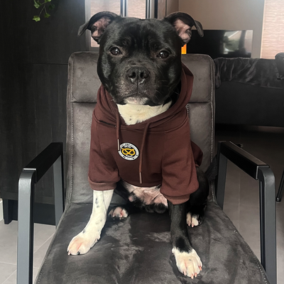 Staffordshire Bull Terrier 1935® Sweats à capuche - Chocolat