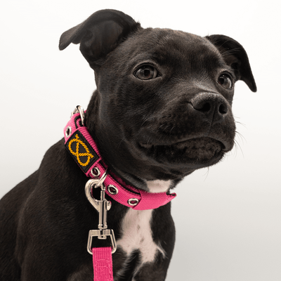 Staffordshire Bull Terrier Puppy Collar & Leash Set - Staffordshire Bull Terrier 1935®