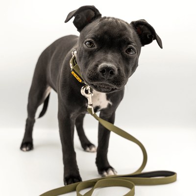 Staffordshire Bull Terrier Puppy Collar & Leash Set - Staffordshire Bull Terrier 1935®