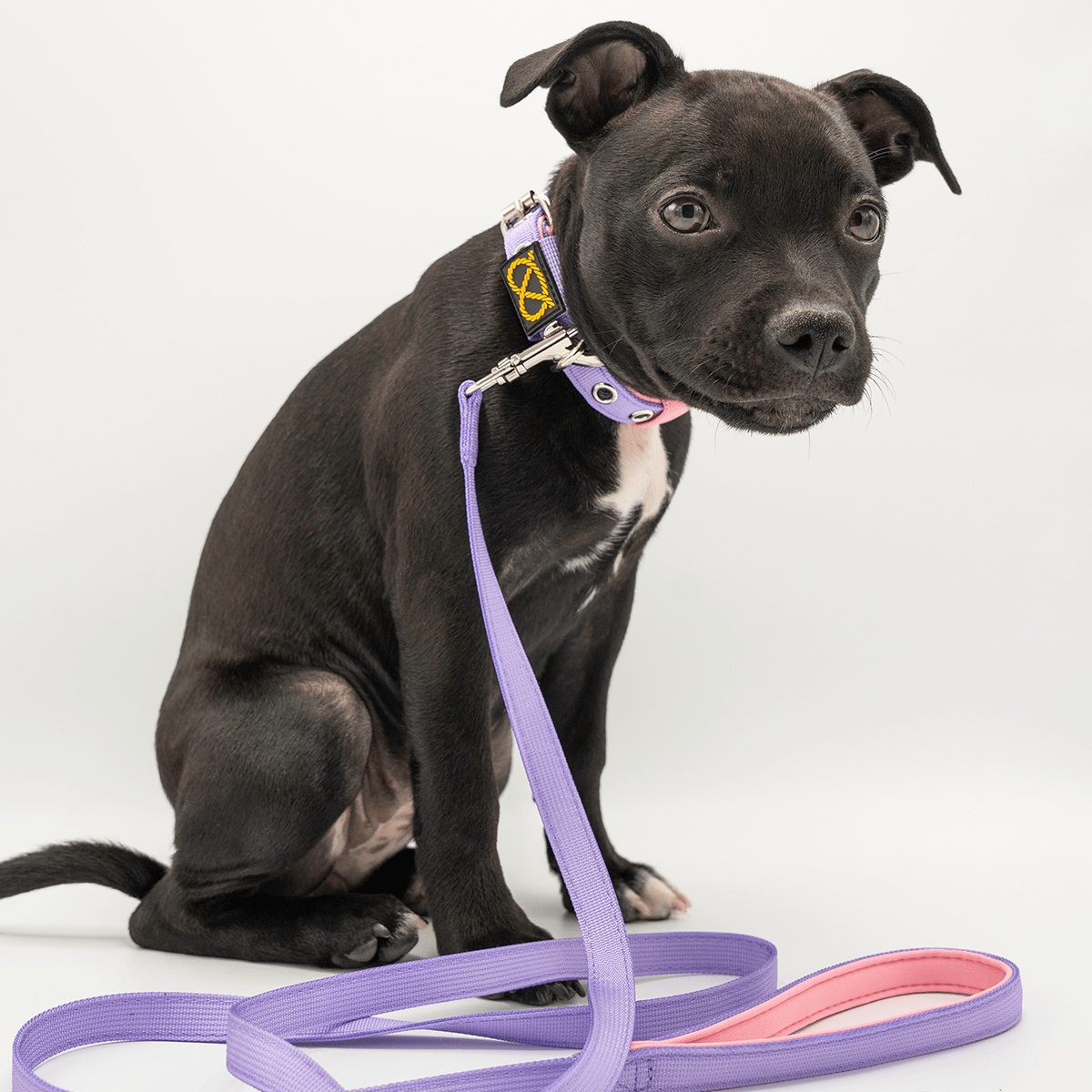 Staffordshire Bull Terrier 1935® Puppy Collar & Leash Set - Little Blue Edition - Baby Lilac & Baby Pink