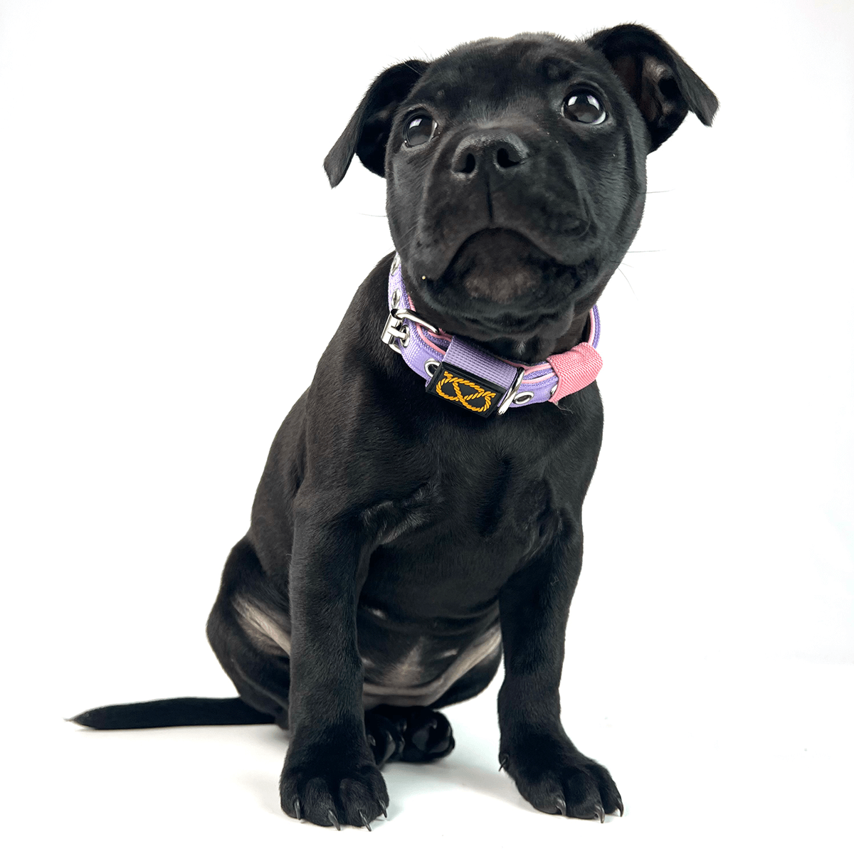 Staffordshire Bull Terrier 1935® Puppy Collar & Leash Set - Little Blue Edition - Baby Lilac & Baby Pink